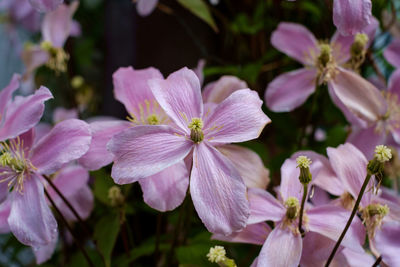 Close-up of pink flowering plants