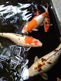 High angle view of koi fish in water