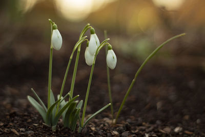 Snow drop standing on the field