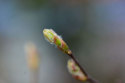 Close-up of insect on flower bud