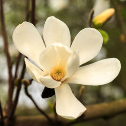 Close-up of white flower