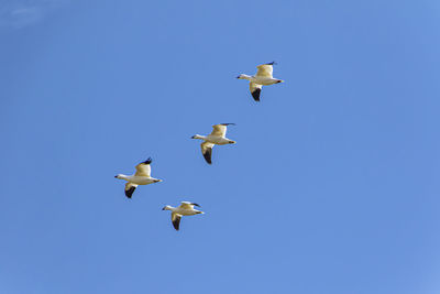 Low angle view of birds flying against clear blue sky