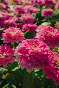 Close-up of pink flowering plants