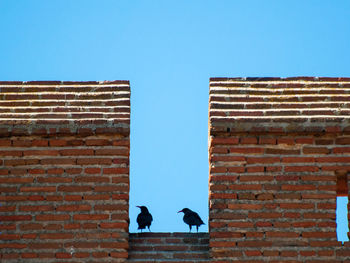 Low angle view of birds on wall against clear sky
