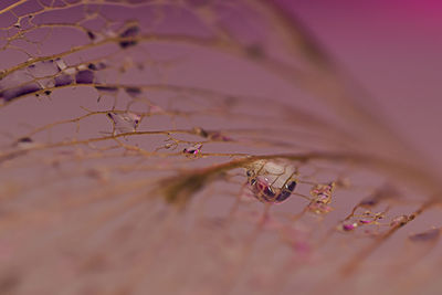 Close-up of leaf skeleton