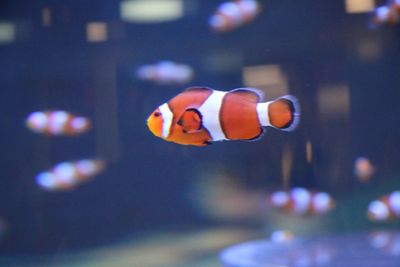 Close-up of fish swimming in aquarium