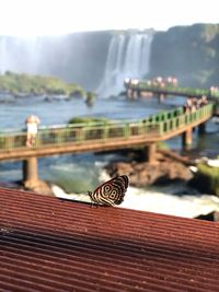 Close-up of butterfly on railing