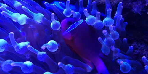 Close-up of fishes swimming in sea