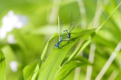 Close-up of insect on grass