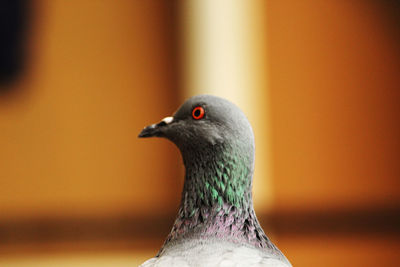 Close-up of pigeon