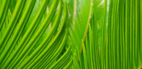 Full frame shot of palm leaves