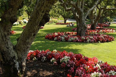 View of flower trees in garden