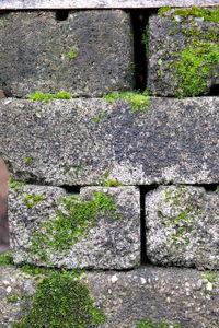 Close-up of moss growing on stone wall