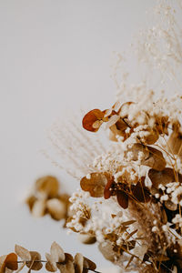 Close-up of wilted plant against white background