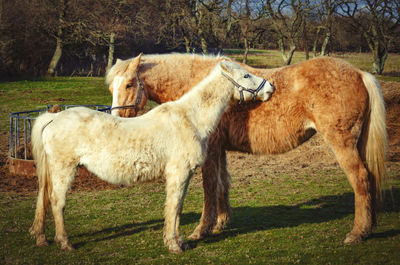 Horses standing on field