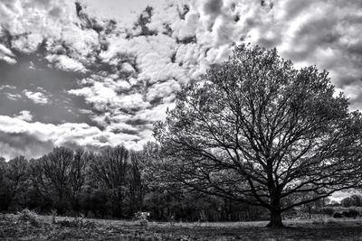 Bare trees on field