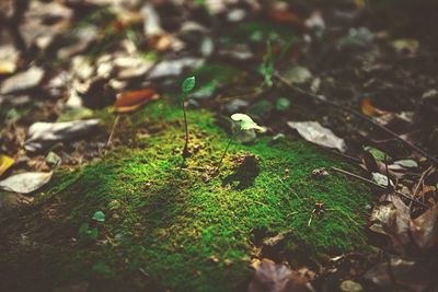 Plants growing on field