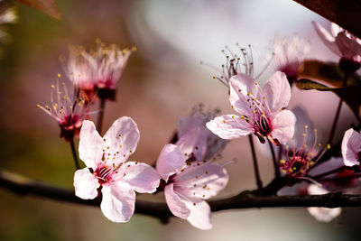 Close-up of pink flowers