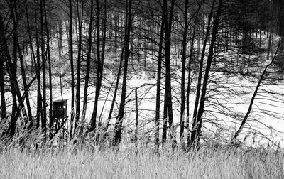 Bare trees on field in forest