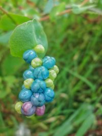 Close-up of berries growing on plant