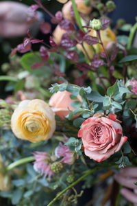 Close-up of pink roses