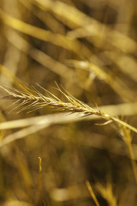 Close-up of wheat growing on field