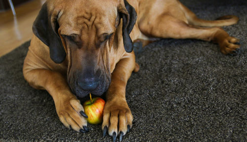 Close-up of dog eating apple on rug at home