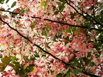 Low angle view of pink flowers