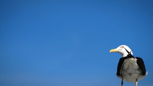 Low angle view of seagull perching against clear blue sky