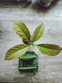 High angle view of potted plant on table