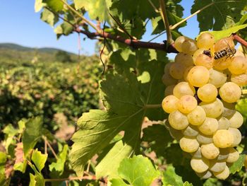 Close-up of grapes growing in vineyard