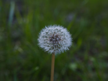 Close-up of dandelion