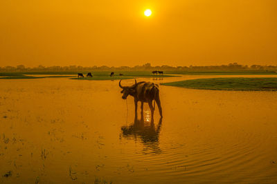 View of horse on beach against sky during sunset