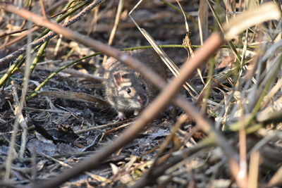 High angle view of mouse standing on field