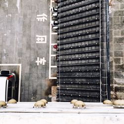 View of cat on brick wall