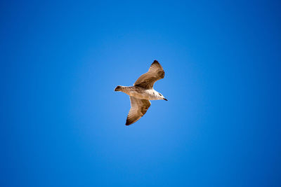 Low angle view of pelican flying against clear blue sky