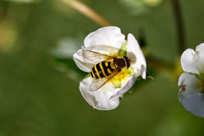 Close-up of bee on white flower