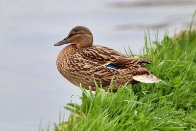 Side view of a bird on grass