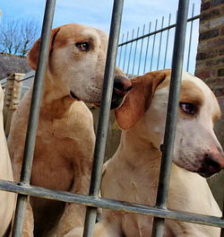 Close-up of brown dog