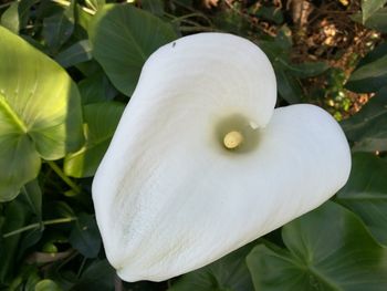 Close-up of white flower