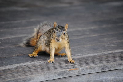 Squirrel on boardwalk