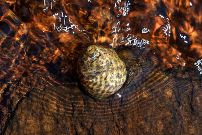 Close-up of turtle in water