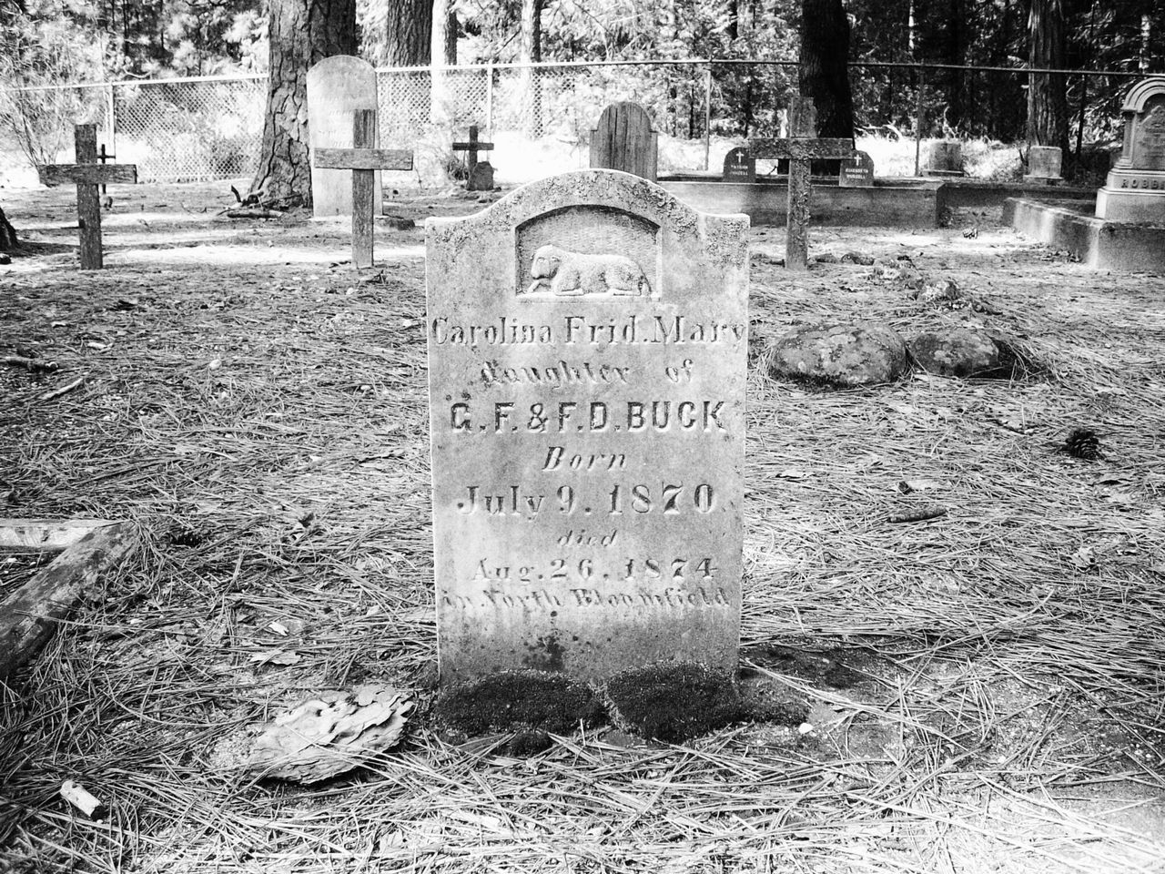 text, western script, communication, tree, non-western script, outdoors, day, growth, information sign, plant, park - man made space, grass, nature, sunlight, no people, field, information, capital letter, sign, tombstone