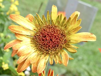 Close-up of wilted flower