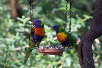 Close-up of birds perching on branch