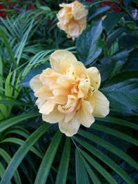 Close-up of flower blooming outdoors