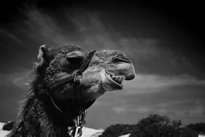 Low angle view of camel against sky on sunny day