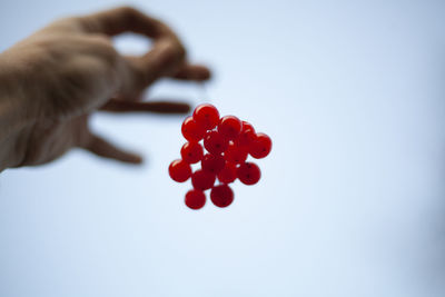 Berries against the sky. the hand holds a bunch of berries by the branch.