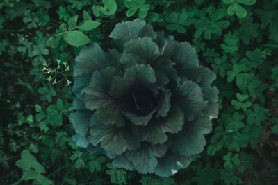 Close-up of green plant
