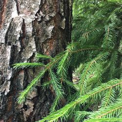 Close-up of fern tree